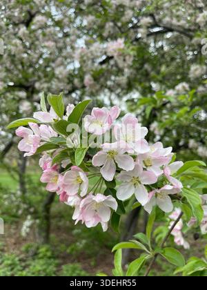 Blühende Krabbenbäume füllen den Central Park mit sanften Frühlingsfarben in New York City. Stockfoto