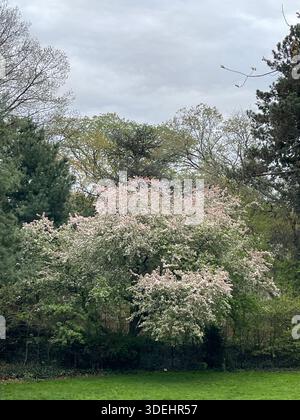Blühende Krabbenbäume füllen den Central Park mit sanften Frühlingsfarben in New York City. Stockfoto