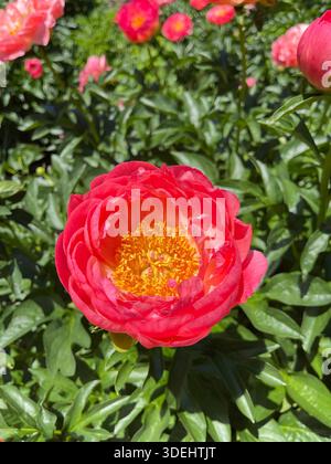 Nahaufnahme einer lebendigen Korallenpfingstrosenblüte mit goldgelben Staubblättern, die in einem üppig grünen Garten blühen. Stockfoto