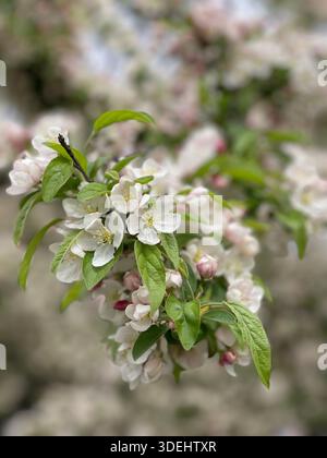 Blühende Krabbenbäume füllen den Central Park mit sanften Frühlingsfarben in New York City. Stockfoto
