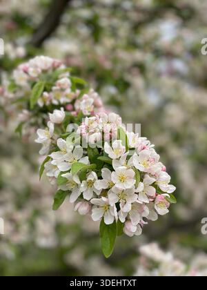 Blühende Krabbenbäume füllen den Central Park mit sanften Frühlingsfarben in New York City. Stockfoto