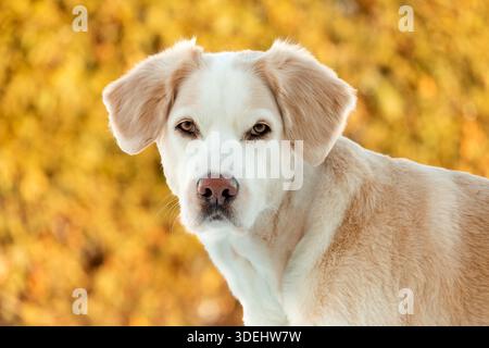 Golden Retriever oder Labrador Retriever Hund Mix im Herbstpark. Nahaufnahme Porträt Stockfoto