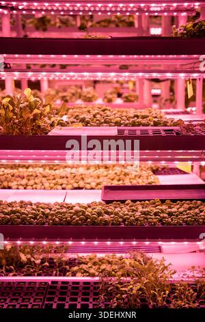 Microgreens unter den Lichtern. Vertikale intelligente Indoor-Farm mit Hydrokultur auf Stapeln im Gewächshaus Stockfoto