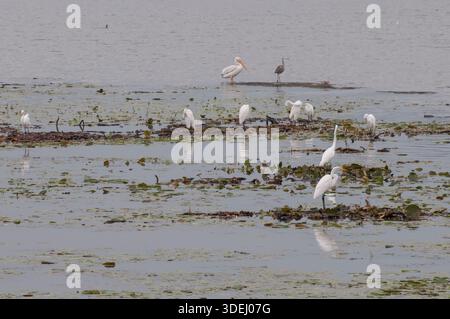 Vadnais Heights, Minnesota. Regionalpark Vadnais Lake. Eine Schar großer Reiher, Ardea alba jagt und weidet im See. Stockfoto