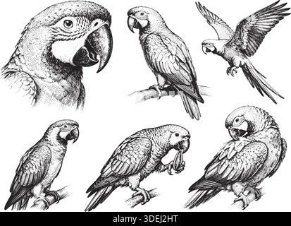 Handgezeichneter Papageienstrumpf Posen, detaillierte Skizze Vintage Tusche Stil Stock Vektor