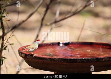 Rotbrauenfinke (Neochmia temporalis) in Birdbath, South Australia Stockfoto