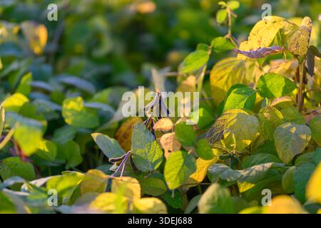 Sonnendurchflutete Sojabohnenpflanzen bei goldenem Sonnenuntergang, warme Hintergrundbeleuchtung auf Schoten und Blättern, geringe Tiefe des Feldes, Spätsommerstimmung, Feld bereit für die Ernte, Sustaina Stockfoto