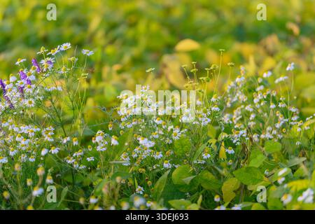 Sonnendurchflutete Wiese mit winzigen Blüten, goldener Stundenglühen über niedrigem Laub, ruhige Hirtenszene, weicher Horizont, konservative Weideflächen-Stimmung, GE Stockfoto