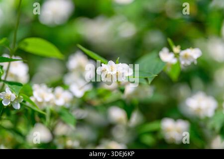 Eine atemberaubende Nahaufnahme von exquisiten weißen Jasminblüten, die wunderschön zwischen leuchtend grünen Blättern blühen Stockfoto