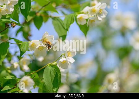 Eine ruhige Szene mit weißen Blumen und einer geschäftigen Biene, die die herrliche Schönheit des Frühlings in voller Blüte einfängt Stockfoto