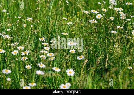 Eine wirklich schöne und malerische Szene von Gänseblümchen, die an einem warmen sonnigen Tag zwischen dem üppigen grünen Gras blüht Stockfoto