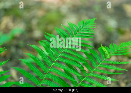 Ein Nahaufnahme-Bild mit leuchtenden grünen Farnblättern, das den Reichtum der Natur in einer ruhigen Waldlandschaft wunderschön veranschaulicht Stockfoto