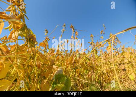 Sojabohnenschoten mit niedrigem Winkel unter blauem Himmel, Schwerpunkt im Vordergrund auf Schotengruppen und gezackten Blättern mit hinterleuchteten Herbsttönen, optimistische Agrar-Marketing-Stimmung Stockfoto