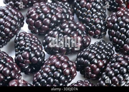 Hochglanz-Brombeeren-Nahaufnahme auf weißem Hintergrund mit tiefviolettem Glanz, engen Drupelet-Clustern, taufrischen Highlights, kontraststarker Makrostruktur i Stockfoto