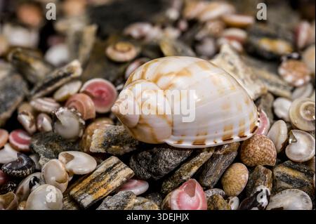 Eine Nahansicht einer gepunkteten Tussmuschel, die auf einem Bett aus verschiedenen kleinen Muscheln und Meeressteinen liegt. Ideal für Strand, Reisen und biologische Vielfalt Stockfoto