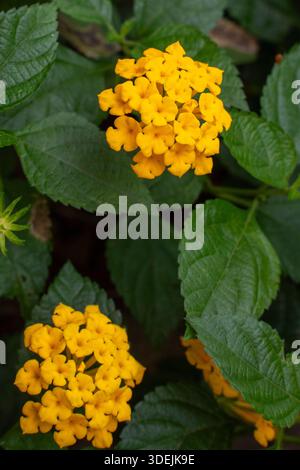 Kleine gelbe Lantana Camara Blüten mit grünen Blättern. Wunderschöne Ansammlungen von kleinen gelben Blüten in einem Sommergarten Stockfoto