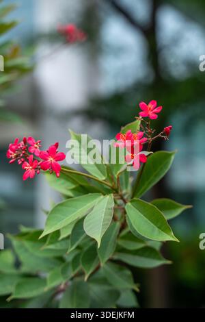 Rote Jatropha Integerrima blüht vor einem weichen Bokeh-Hintergrund. Peregrina-Pflanze mit kleinen sternförmigen roten Blüten Stockfoto