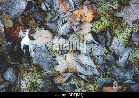 Gefallene Blätter auf dem Rasen, der im Winter mit Eis bedeckt ist Stockfoto