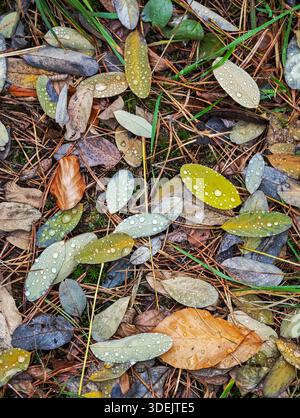 Verstreute Herbstblätter mit Regentropfen auf einem Waldboden. Stockfoto