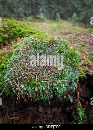 Alter Baumstumpf, der komplett mit grünem Moos und kleinen Flechten bedeckt ist, zwischen den gefallenen braunen Kiefernnadeln. Stockfoto