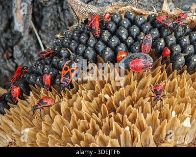 Eine Gruppe roter Feuerwanzen kriecht auf einem trockenen Sonnenblumenkopf, gefüllt mit schwarzen Samen in einem Garten. Stockfoto