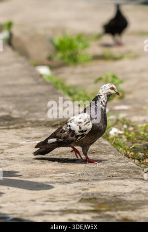 Ganzkörperaufnahme einer Tortentaube, die auf einem Steinweg läuft. Einzigartiger schwarz-weiß gefiederter Stadtvogel bei natürlichem Sonnenlicht Stockfoto