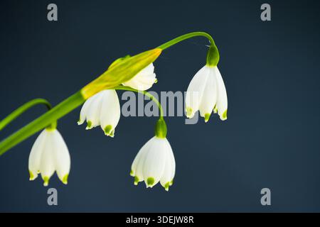 Weiße Blüten der Maiglöckchen im Tal. Nahaufnahme der blühenden Pflanze. Convallaria majalis. Stockfoto