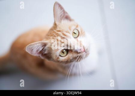 Schöne orangene und weiße Katze, die sich hinlegt und den Kopf neigt. Neugierige Hauskatze mit grünen Augen. Scharfes Tierporträt Stockfoto