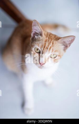 Blick von oben auf eine orange-weiße Tabbykatze, die auf dem Boden sitzt. Hauskatzenporträt mit Fokus auf Kopf und Augen Stockfoto