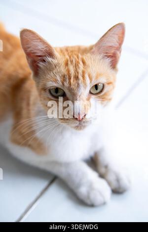 Frontalansicht einer Ingwer-weißen Tabby-Katze, die auf einem weißen Boden sitzt. Sauberes Porträt eines Haustieres, das in die Kamera schaut Stockfoto