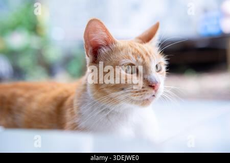 Seitenprofil einer Ingwer- und weißen Tabby-Katze in Ruhestellung. Ruhige Hauskatze in einem weichen Bokeh-Hintergrund Stockfoto