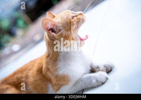 Action-Aufnahme einer Ingwer und weißen Katze, die weit gähnt. Lustige Hauskatze liegend mit offenem Mund. Ehrliche Tierfotografie Stockfoto