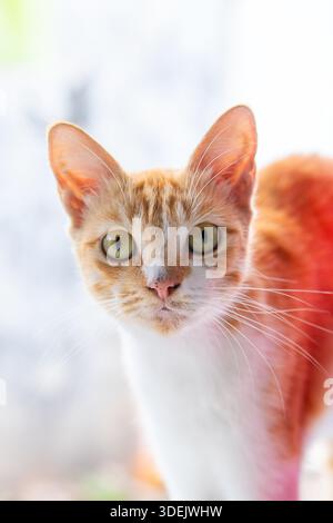 Nahaufnahme eines orangen und weißen Tabbykatzes, der mit großen grünen Augen direkt auf die Kamera starrt Stockfoto