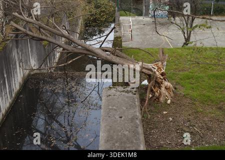 Gebrochenen Baum nach einem Sturm Stockfoto