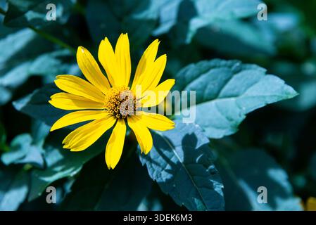 Von oben nach unten eine gelbe falsche Sonnenblume (Heliopsis) im Kontrast zu kühlen blau-grünen Blättern. Eine kontrastreiche Naturaufnahme, aufgenommen im Körnerpark, Berlin Stockfoto
