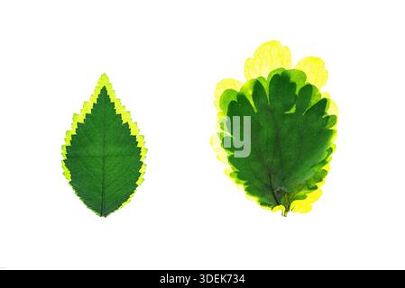 Hintergrundbeleuchtete Studioaufnahme von zwei grünen und gelben Blättern, isoliert auf weiß. Das durchscheinende Laub zeigt komplizierte Venenmuster, perfekt für minimalistische Verhältnisse Stockfoto