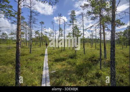Ein schmaler Holzweg führt durch ein Hochmoor mit verstreuten Moorkiefern (Pinus) unter blauem Himmel, Hamra-Nationalpark, Hamra, Dalarna, Schweden Stockfoto