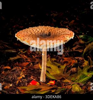Beleuchteter Sonnenschirmpilz im dunklen Herbstwald riesiger Sonnenschirmpilz im Herbstwald beleuchtet|Moody Herbstwald Szene Stockfoto