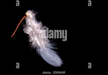 Minimalistisches Foto einer zarten weißen Feder, die an einem kleinen Zweig befestigt ist, isoliert vor tiefschwarzem Hintergrund. Kontrastreiche Bildsymbole Stockfoto