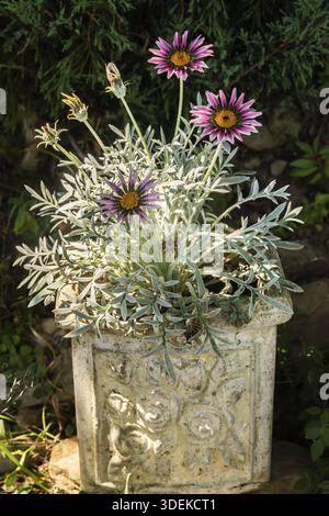 Gazania Blume, afrikanische Gänseblümchen, Asteraceae Nahaufnahme in Keramiktopf im Landhausgarten Stockfoto
