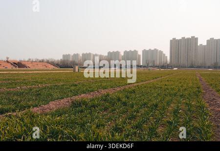 Geordnete grüne Reihen erstrecken sich in Richtung entfernter Türme bei nur Henan: Land of Drama Stockfoto