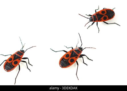Firebug (Pyrrhocoris apterus) isoliert auf weißem Hintergrund. Nahaufnahme von Rotkäfern, drei Insekten - Pyrrhocoridae Insekten Stockfoto