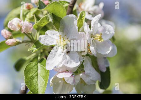 Bienen sammeln Pollen aus den zahlreichen weißen Blüten des Apfelbaums Stockfoto