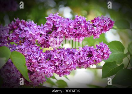 Terry lila (doppelt) rosa-blasslila im Frühlingsgarten Stockfoto