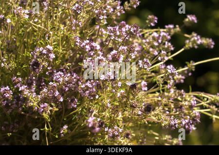 Ein Bündel frisch gepflückten Thymian aus der Nähe Stockfoto