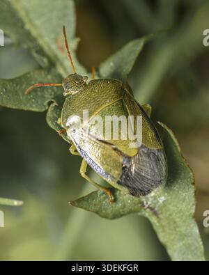 Grüne Waldkäfer, die auf grünem Gras sitzen, Nahaufnahme Stockfoto