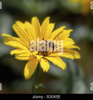 Eine Biene sitzt auf einer gelben Blume, Nahaufnahme, im Sonnenlicht Stockfoto