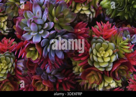 Nahtloses Hintergrundmuster. Plastikpflanzen und Blume, Blumenkarte mit Blumen. Hausleeks (Sempervivum) auf schwarzem Hintergrund. Vorlage für d Stockfoto