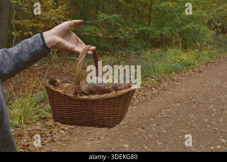 Die Hand des Mannes hält einen Korb mit Pilzen auf einem Weg. Boletus badius, Imleria badia oder Lorbeerpilz, der in Wäldern oder Wäldern wächst. Viele essbar Stockfoto