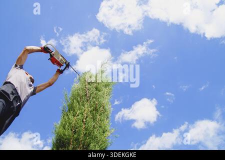 Ein Mann trimmt die hohen Hecken mit einer elektrischen Heckenschere. Ein Eigentümer eines Grundstücks, der die Hecken schneidet. Der Große Thuja Occidentalis. Perspektivische Ansicht von belo Stockfoto